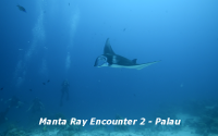 Manta Ray Encounter-2 -= Palau
