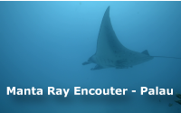 Manta Ray Encounter - Palau