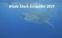 Whale Shark Encounter 2019