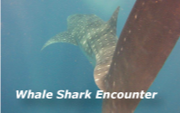 Whale Shark Isla Holbox